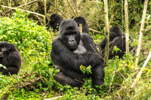 美國動物園發生聚集性感染！13隻大猩猩新冠陽性，疑遭飼養員傳染