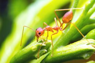 小心紅火蟻！英國男子慘遭「紅火蟻」叮咬，傷口紅腫癢痛引起嚴重過敏