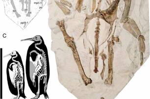 新物種！紐西蘭小孩發現鳥類遺骸，證實是2700萬年前「巨型企鵝」化石