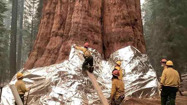加州野火侵襲！紅杉國家公園野火狂燒，消防員用「鋁箔防火毯」保護世界最大樹木