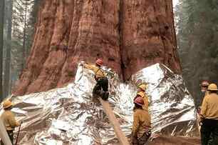 加州野火侵襲！紅杉國家公園野火狂燒，消防員用「鋁箔防火毯」保護世界最大樹木
