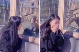 女子動物園逗猴子，沒想到把猴子嚇掉窗台，影片曝光，女子反思：可能當時沒化妝
