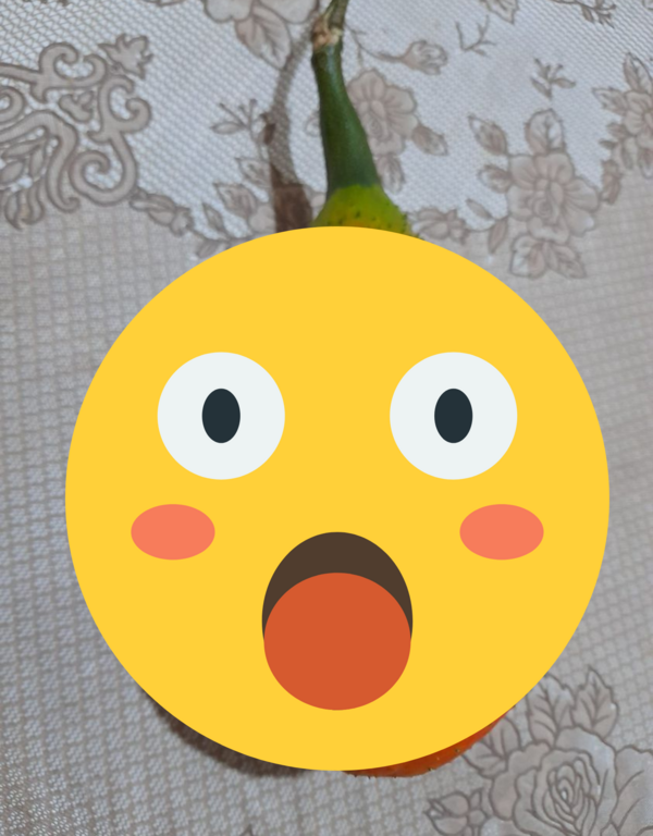 她收「神秘果實：木鱉果」不知怎麼料理，老饕一看大讚：這是個好東西！