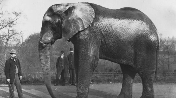 大象闖進車裡！保險業龍頭「英傑華」成立325週年，揭露「最離奇的保險索賠」