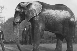 大象闖進車裡！保險業龍頭「英傑華」成立325週年，揭露「最離奇的保險索賠」