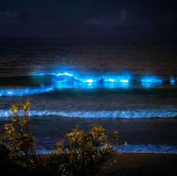 藍色熒光海！澳洲雪梨多處海灘驚現「神秘藍光」，絕美景象超夢幻