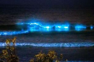 藍色熒光海！澳洲雪梨多處海灘驚現「神秘藍光」，絕美景象超夢幻