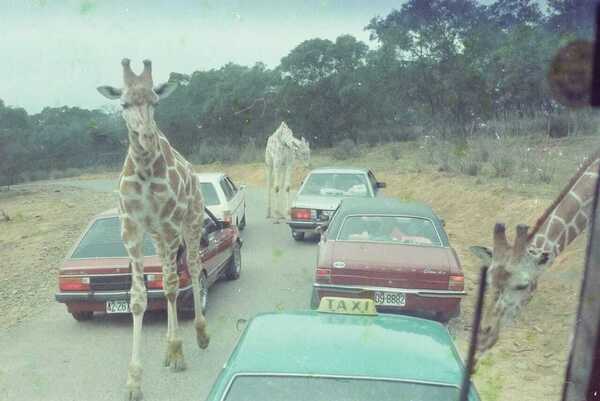六福村舊照曝光「民眾自駕開入動物園、長頸鹿穿梭車陣」網友笑憶當年：猴子區外一堆車子的零件