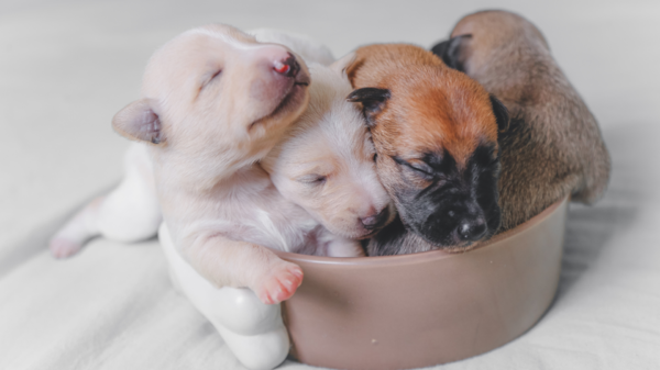 寵物店賣不出去的貓狗都去哪了？員工曝驚人內幕