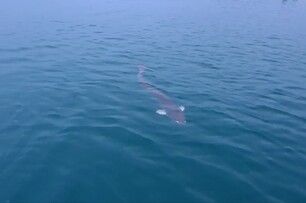 日月潭驚見250公分巨大怪魚！影像曝光網驚嘆：是水怪吧！