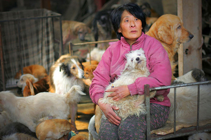 中國某節日竟然一天可以吃掉上萬隻狗！這位女士知道之後下定決心做了「這件事」！讓全世界的網友都泣不成聲了！