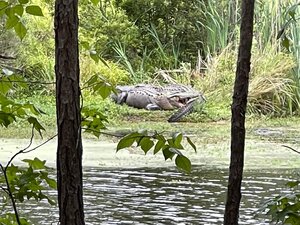 池邊割草「突被拖下水慘死」！池塘驚現11英尺短吻鱷