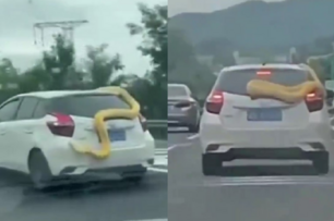 驚悚！黃金巨蟒纏白車上高速　蠕動6秒掉落竟「被撿走」