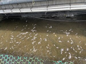 基隆橋下「白花花一片」500條魚集體暴斃　當地人淡定：又來了