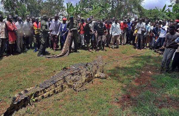 電影真實上演！非洲五公尺「變種巨鱷」活吞83人　居民逃命求生恐面臨滅村