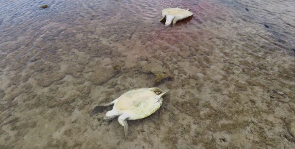 駭人！沖繩30隻垂死海龜沖上岸　身上全是刀傷「兇手」抓到了