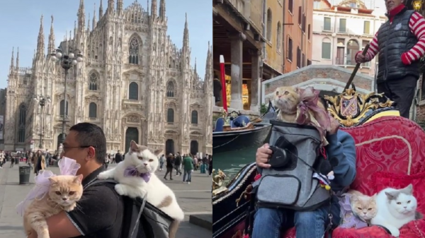 環遊世界的「超萌旅伴」！貓奴律師帶3貓去巴黎、米蘭、威尼斯旅行