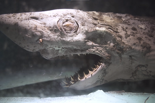 她闖廢棄水族館驚見動物墳場！「殭屍鯊」張大嘴滿口尖牙定格