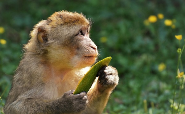 巴西驚傳「毒殺多猴」慘案　WHO急澄清：猴痘跟猴子無關