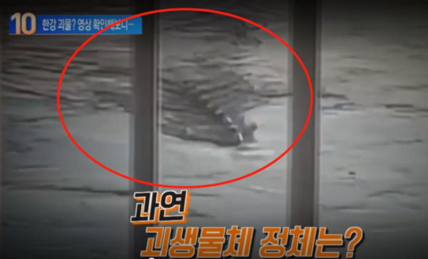 韓國漢江驚見「10公尺水怪」S型游泳！真身曝光超清晰