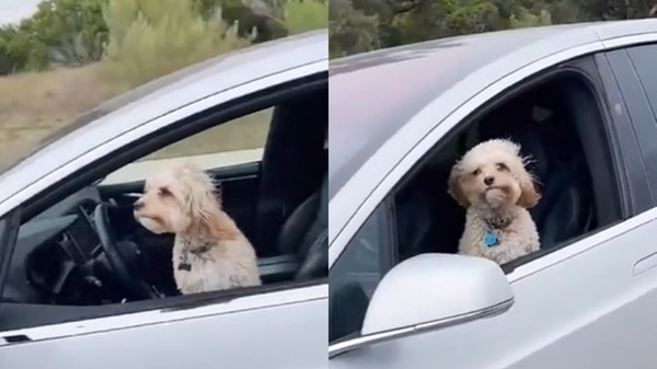 超瞎趴！狗狗坐特斯拉「自動駕駛兜風」　網卻嚇壞：這樣合法嗎