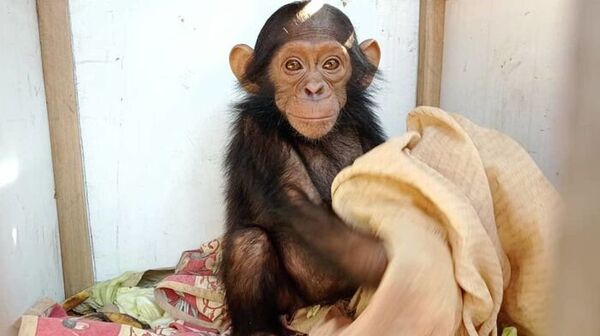 史無前例「黑猩猩寶寶綁架案」！　綁匪恐嚇：不給贖金就撕票