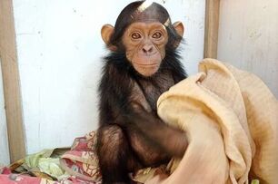 史無前例「黑猩猩寶寶綁架案」！　綁匪恐嚇：不給贖金就撕票