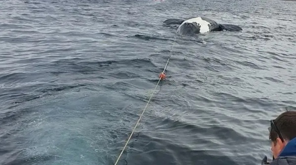 鮮血狂染海灣！13隻巨鯨「離奇翻肚」屍躺一片　死因竟陷謎團