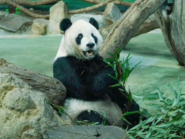 大熊貓「團團」癲癇檢查出爐！台北市立動物園：無法回答能活多久