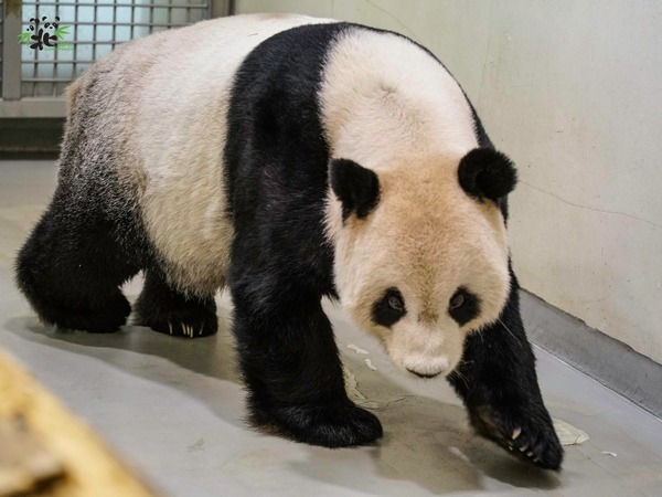 團團圓圓一家人恐將「還給中國」？動物園：暫時屬於台北