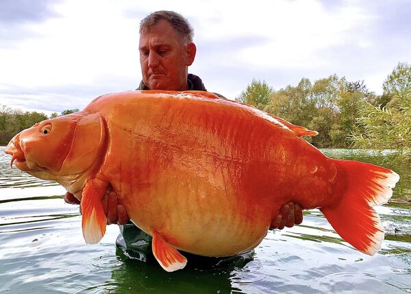 漁夫幸運釣到「巨無霸超狂大金魚」重達30公斤！恐破世界紀錄