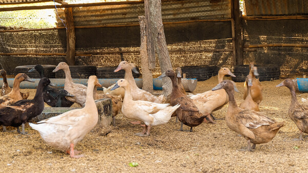 首例！雲林鴨場驚傳「H5N1禽流感」　業者急撲殺2.5萬隻土番鴨