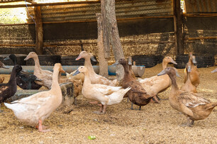 首例！雲林鴨場驚傳「H5N1禽流感」　業者急撲殺2.5萬隻土番鴨