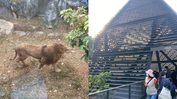 他轟壽山動物園「獅子又老又殘」　網反酸：整修又不是動物整形