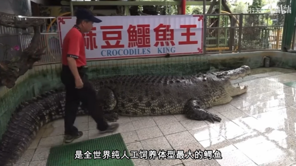 救救小河！麻豆鱷魚王「快被廈門動物園養死」　陸網疾呼台灣關注