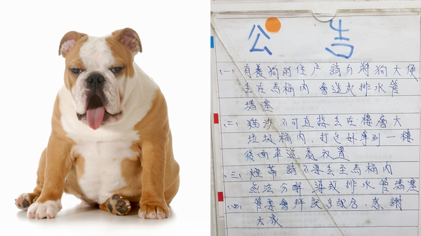 狗may not塞！社區公告「狗大便沖馬桶會塞」　他看傻：人不會？