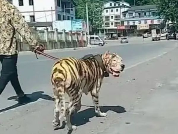 一隻長得像老虎的狗正在路上被遛行