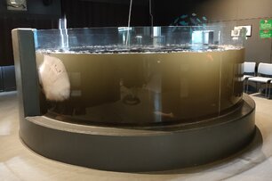 魷魚嚇到吐墨汁！水族館魚缸瞬間一片黑　魟魚貼玻璃無奈喊「救我」