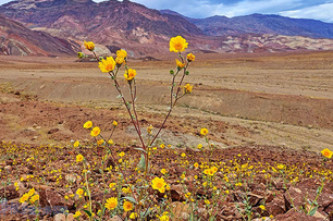 加州死亡谷國家公園—當死亡之谷開滿生命之花