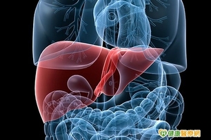 BMI正常也有脂肪肝　竟因鮪魚肚惹禍