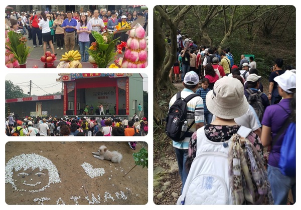 千人賞桐健行　桃園虎頭山公園登場