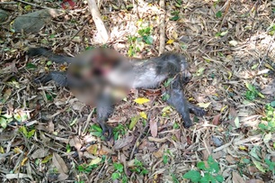 彰化二水獼猴集體死亡　朝人為蓄意毒害追查