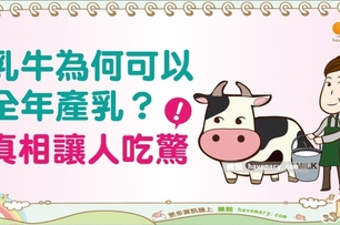 乳牛為何可全年產奶？｜天然食材 牛奶篇8