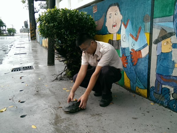 斑龜仰躺馬路　動保處呼籲民眾勿遺棄動物