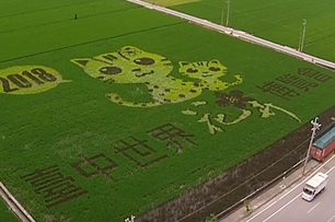 迎接2018花博　石虎彩繪稻田7日俏皮亮相