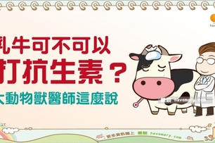 乳牛可不可以打抗生素？｜天然食材 牛奶篇9