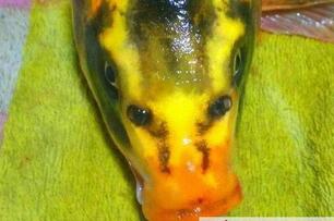 湖南发现人面鲤鱼 嘴眼鼻清晰可见如人脸