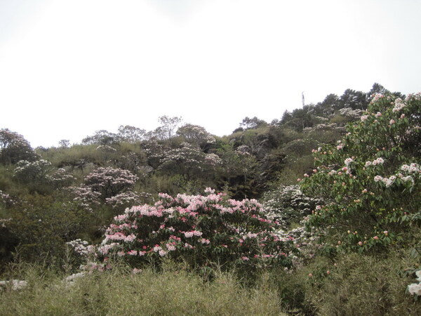 合歡山玉山杜鵑花綻放　東峰成一片壯觀花海