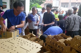 大溪農會發送幼雞　每位農民可獲十隻補助