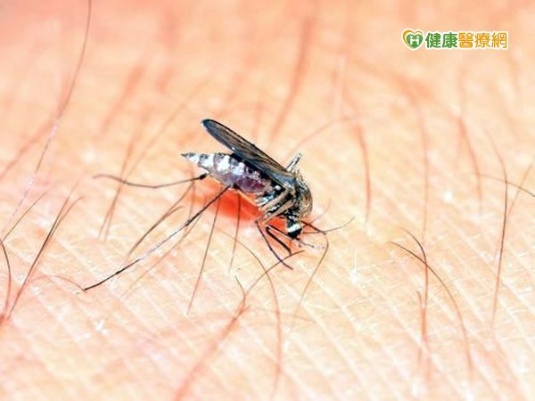 埃及斑蚊盯1次10人染病　南部登革熱大爆發